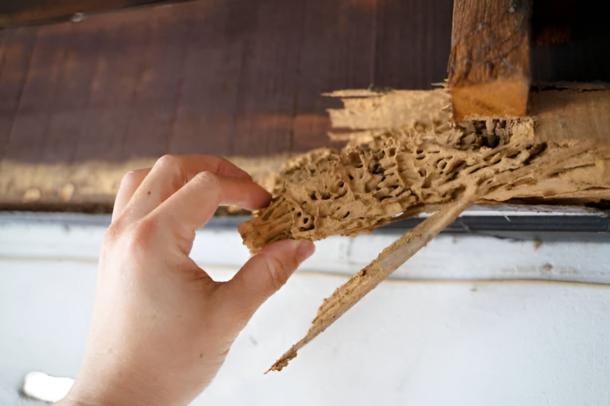 Termite Removal — Koalaty Services